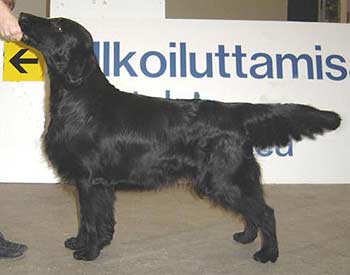 "Gazzi i Msscentrum 2005"