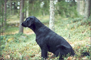 Hanna